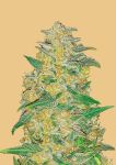 Original AK Auto Feminized Seeds