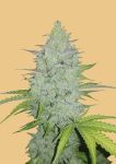 Original Cheese Auto Feminisiert Samen