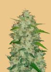 Original Chemdawg Auto Féminisée Graines