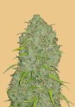 Original Jack Herer Auto Féminisée Graines