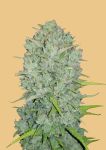 Original Northern Lights Auto Féminisée Graines