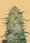 Original OG Kush Auto Feminisiert Samen