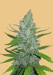 Original Sour Diesel Auto Feminisiert Samen