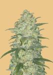 Original White Widow Auto Féminisée Graines