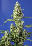 Gorilla Girl XL Auto Feminisiert Samen