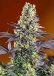 Sweet Zenzation (formerly Sweet Zkittlez) Feminized Seeds