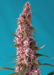 Red Pure CBD Auto Féminisée Graines