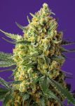 Crystal Candy XL Auto Feminisiert Samen