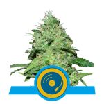 Joanne's CBD Féminisée Graines