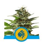 Tatanka Pure CBD Feminisiert Samen