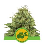 Haze Berry Auto Feminisiert Samen