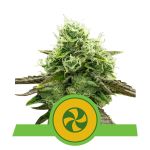 Sweet ZZ Auto Feminizowane Nasiona