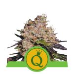 Purple Queen Auto Feminisiert Samen