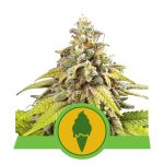 Green Gelato Auto Feminisiert Samen