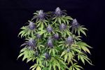 Peyote Wi-Fi CBD 2:1 Feminisiert Saatgut