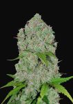 Orange Sherbet Auto Feminisiert Samen