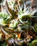 Lemon Ice 2.0 Feminised Seeds
