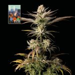L.A. Peyote Kush Feminisiert Saatgut