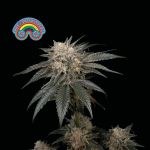Peyote Zkittlez Feminized Seeds