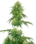 Strawberry Kush Feminised Seeds