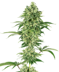 Nicole Hindu Kush Féminisée Graines