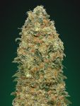 White Widow Feminizowane Nasiona