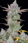 Gorilla Cookies Auto Feminized Seeds