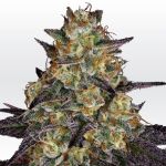 El Dorado OG Feminised Seeds