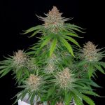Strawberry Pie Auto Féminisée Graines