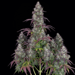 Lemon Pie Auto Feminizowane Nasiona