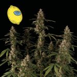 Larry Lemon OG Auto Féminisée Semences