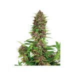 Purple Kush Féminisée Graines