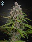 Deep Candy CBD Féminisée Graines