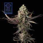 Blue Dream Feminisiert Saatgut