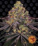 Watermelon Zkittlez Feminizowane Nasiona