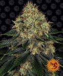 Skywalker OG Auto Feminizowane Nasiona