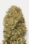 Blue Dream Auto Feminised Seeds