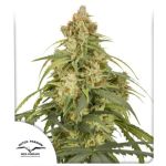 CBD-Victory Auto Féminisée Graines