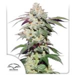 Skywalker Haze Feminised Seeds