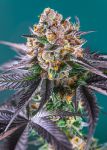 Red Strawberry Banana Auto Feminisiert Samen
