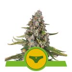 Sherbet Queen Auto Feminisiert Samen