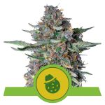 Do-Si-Dos Auto Feminized Seeds