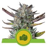 Purple Punch Auto Feminisiert Samen