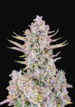 Purple Punch Auto Feminisiert Samen