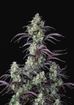 Mimosa Cake Auto Feminisiert Samen