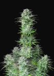 Kosher Cake Auto Feminisiert Samen