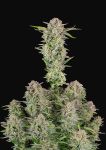 Bruce Banner Auto Feminisiert Samen