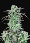 Strawberry Banana Auto Feminized Seeds