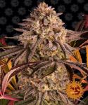 Blue Sunset Sherbert Féminisée Graines
