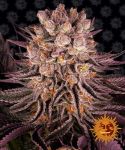 Mimosa x Orange Punch Féminisée Graines